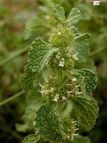 Pictures of Marrubium vulgare
