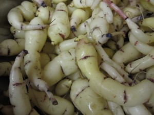 Mashua Images Images of Mashua