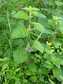 Images of Mentha arvensis