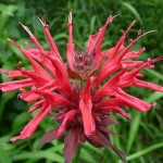 Monarda Didyma Picture