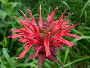 Monarda Didyma Picture