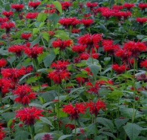 Images of Monarda Didyma