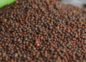 Mustard Oil Seed Mustard Oil Seed Image