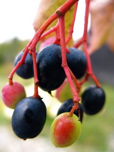 Nannyberry Nannyberry Picture