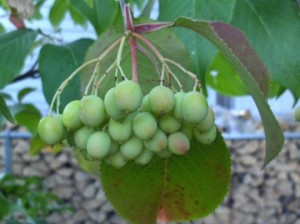 Nannyberry Photos Photos of Nannyberry