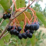 Pictures of Nannyberry