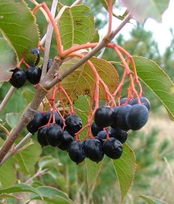 Pictures of Nannyberry