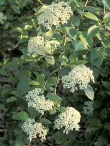 Nannyberry Tree Nannyberry Tree Photo