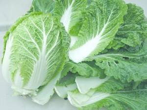 Photos of Napa Cabbage