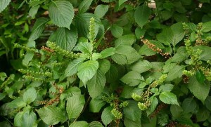 Ocimum Gratissimum Picture