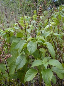 Images of Ocimum Gratissimum