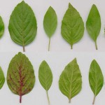 Pictures of Ocimum Gratissimum