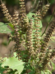 Ocimum Gratissimum Seeds Image