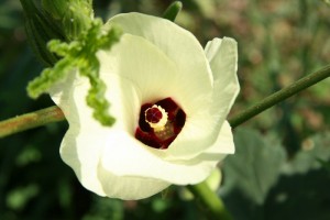 Okra Flower