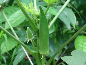 Okra (Lady’s Finger)