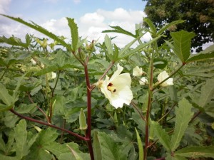 Okra Plant