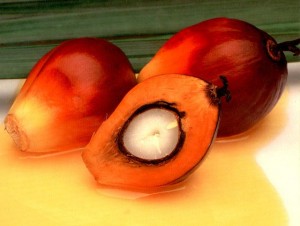 Palm Oil Fruit Palm Oil Fruit Image