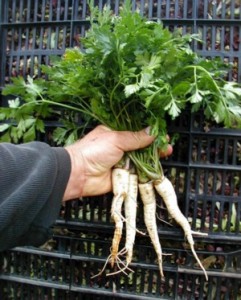 Parsley Root Image