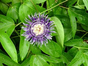 Passion Fruit Flower Passion Fruit Flower Photo