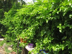 Passion Fruit Plant Passion Fruit Plant Picture