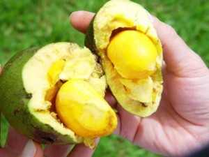 Pequi oil Seed Pequi oil Seed Image