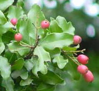 Peumo Images Images of Peumo