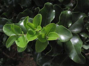 Peumo Photos Photos of Peumo