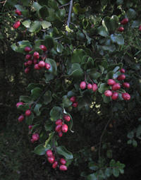 Peumo Pictures Pictures of Peumo