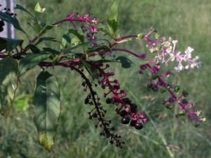 Phytolacca americana Phytolacca americana Picture