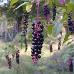 Images of Phytolacca americana