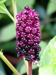 Phytolacca americana Photos Photos of Phytolacca americana