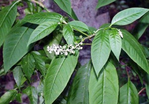 Phytolacca americana Pictures Pictures of Phytolacca americana