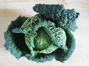Pictures of Savoy Cabbage