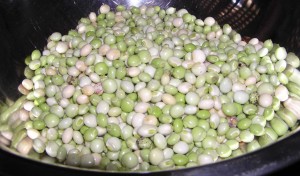 Pigeon Peas Pigeon Peas Picture