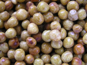 Pigeon Peas Photos Photos of Pigeon Peas