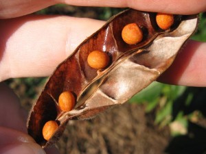 Pigeon Peas Pictures Pictures of Pigeon Peas