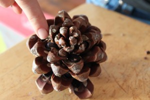Pine Nut Cone