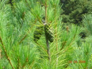 Pine Nut Tree