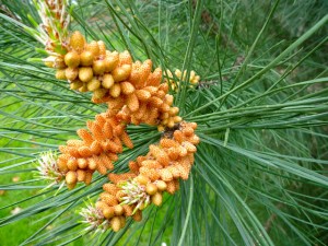 Pine Nut Tree Pictures