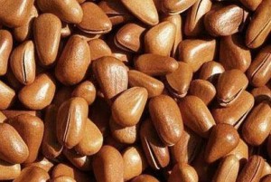 Pine Nuts Shell Pictures