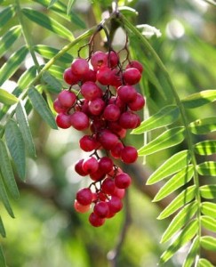 Photos of Pink Peppercorn