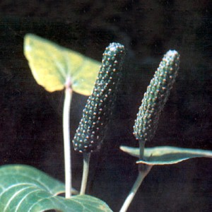 Images of Piper Longum (Long pepper)