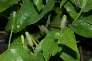 Piper Longum (Long pepper) Leaf Image
