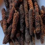 Pictures of Piper Longum (Long pepper)