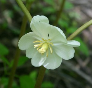 Image of Podophyllum Peltatum Flower