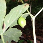 Pictures of Podophyllum Peltatum