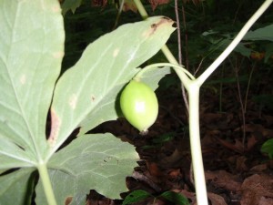 Pictures of Podophyllum Peltatum