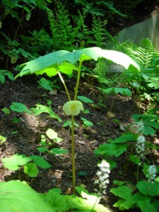 Podophyllum Peltatum Plants Photo