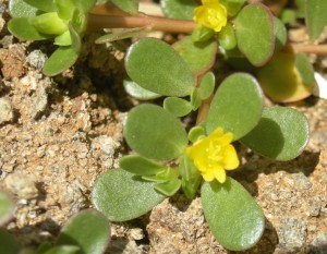 Portulaca Oleracea Picture