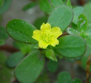 Images of Portulaca Oleracea